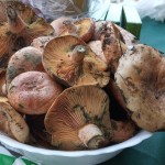 32c8c2b2-141c-4d1b-8dbd-ed2f466a1532